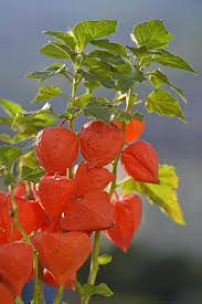 Image result for Lampionblume