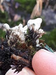 Attēlu rezultāti vaicājumam “Peltigera malacea”