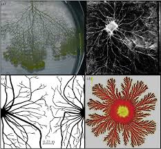 Attēlu rezultāti vaicājumam “Physarum bivalve plasmodium”