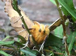 Attēlu rezultāti vaicājumam “Ennomos autumnaria male”