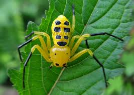 Attēlu rezultāti vaicājumam “Octospora splachnophila”