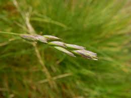 Attēlu rezultāti vaicājumam “Danthonia decumbens bud”