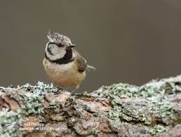 Attēlu rezultāti vaicājumam “Lophophanes cristatus adult”
