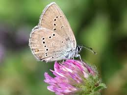 Attēlu rezultāti vaicājumam “Cyaniris semiargus male”