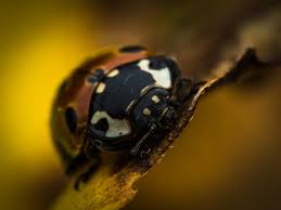 Attēlu rezultāti vaicājumam “Anatis ocellata”