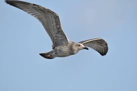 Image result for Larus cachinnans