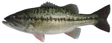 Image result for Channel SC-Weston SM