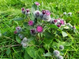 Attēlu rezultāti vaicājumam “Arctium lappa leaf”