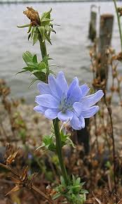 Image result for Cichorium intybus