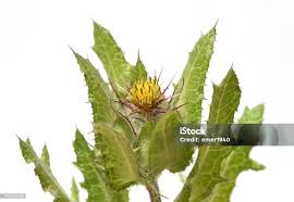 Image result for Cnicus benedictus