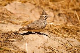 Attēlu rezultāti vaicājumam “Galerida cristata”