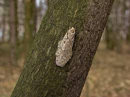 Attēlu rezultāti vaicājumam “Semioscopis avellanella”