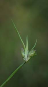 Attēlu rezultāti vaicājumam “Juncus bulbosus”