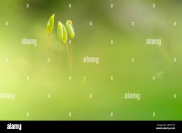 Attēlu rezultāti vaicājumam “Pohlia cruda”