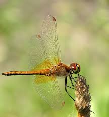 Attēlu rezultāti vaicājumam “Sympetrum flaveolum”