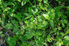 Attēlu rezultāti vaicājumam “Torilis japonica leaf”