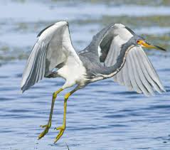 Image result for heron