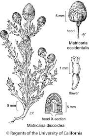 Attēlu rezultāti vaicājumam “Matricaria discoidea flower”