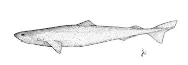 Image result for Dalatias licha