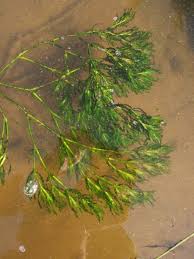 Attēlu rezultāti vaicājumam “Najas major”