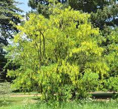 Attēlu rezultāti vaicājumam “Laburnum”