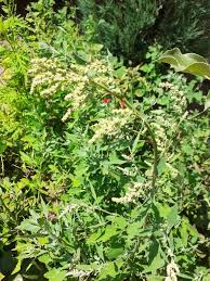 Attēlu rezultāti vaicājumam “Atriplex patula”