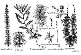 Attēlu rezultāti vaicājumam “Haloragaceae”