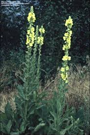 Image result for Verbascum phlomoides