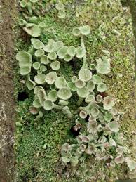 Attēlu rezultāti vaicājumam “Cladonia”