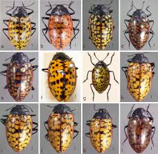 Attēlu rezultāti vaicājumam “Erotylidae”