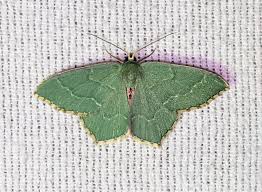 Attēlu rezultāti vaicājumam “Hemithea aestivaria”