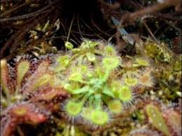 Attēlu rezultāti vaicājumam “Drosera rotundifolia fruit”