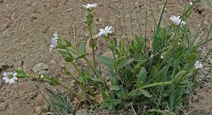 Attēlu rezultāti vaicājumam “Cerastium arvense flower”