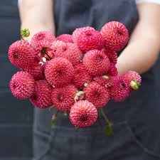 Image result for Dahlia x pinnata `Pompon Lilliput`