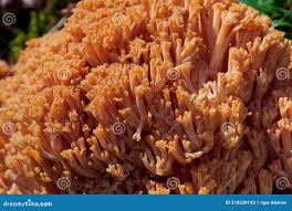 Attēlu rezultāti vaicājumam “Trichia botrytis var. cerifera macro”