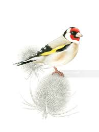 Attēlu rezultāti vaicājumam “Carduelis carduelis”