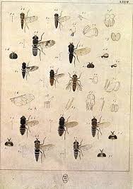 Attēlu rezultāti vaicājumam “Therevidae larva”