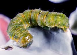 Attēlu rezultāti vaicājumam “Dicyphus sp.”