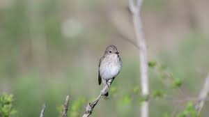 Attēlu rezultāti vaicājumam “Muscicapa striata”