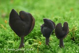 Attēlu rezultāti vaicājumam “Helvella atra”