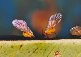 Attēlu rezultāti vaicājumam “Aphididae”