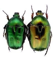 Attēlu rezultāti vaicājumam “Potosia cuprea”