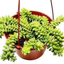 Attēlu rezultāti vaicājumam “Sedum album bud”