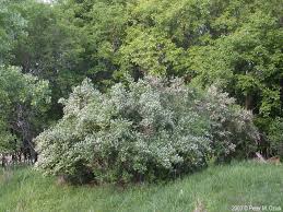 Attēlu rezultāti vaicājumam “Lonicera tatarica”