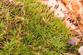 Attēlu rezultāti vaicājumam “Atrichum flavisetum”