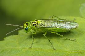 Attēlu rezultāti vaicājumam “Rhogogaster picta”