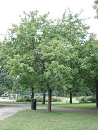 Attēlu rezultāti vaicājumam “Acer tataricum subsp. ginnala”