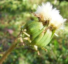 Attēlu rezultāti vaicājumam “Taraxacum officinale aggr. flower”