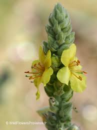 Attēlu rezultāti vaicājumam “Verbascum thapsus flower”