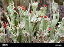 Attēlu rezultāti vaicājumam “Cladonia coccifera”